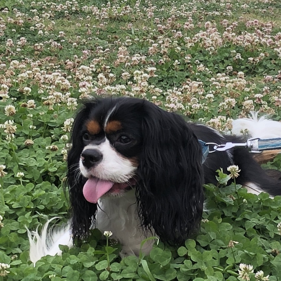 バディのカバー写真