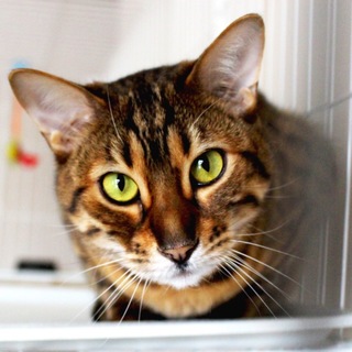 やんちゃな男の子です