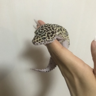 ヒョウモントカゲモドキ