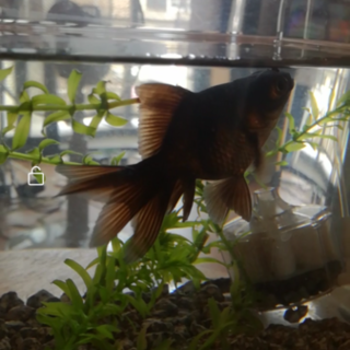 【ありがとうございました。】黒 出目金♂ 里親募集