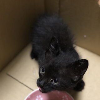 子猫の里親募集