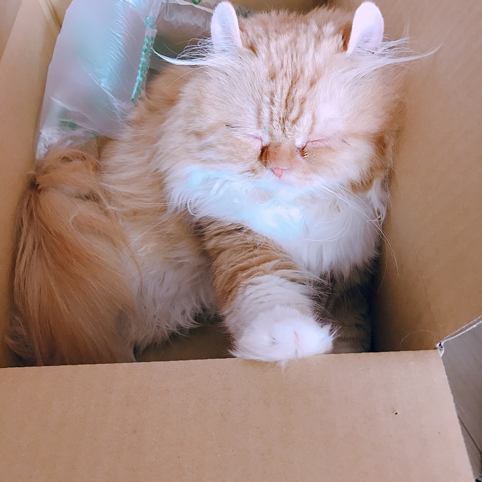 チロのカバー写真