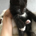 生後6週の子猫です！