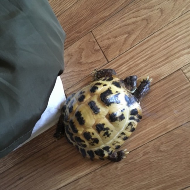 ちぽぽのカバー写真