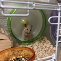 ゴールデンハムスター