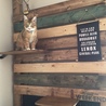 DIYでキャットウォーク的なもの作りました！