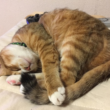 の写真