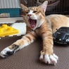 の写真