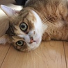 の写真