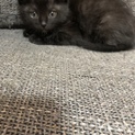 生後１ヶ月のかわいい子猫ちゃん