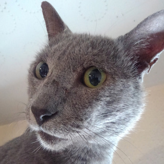 傷だらけの元ボス猫ロシアンブルー