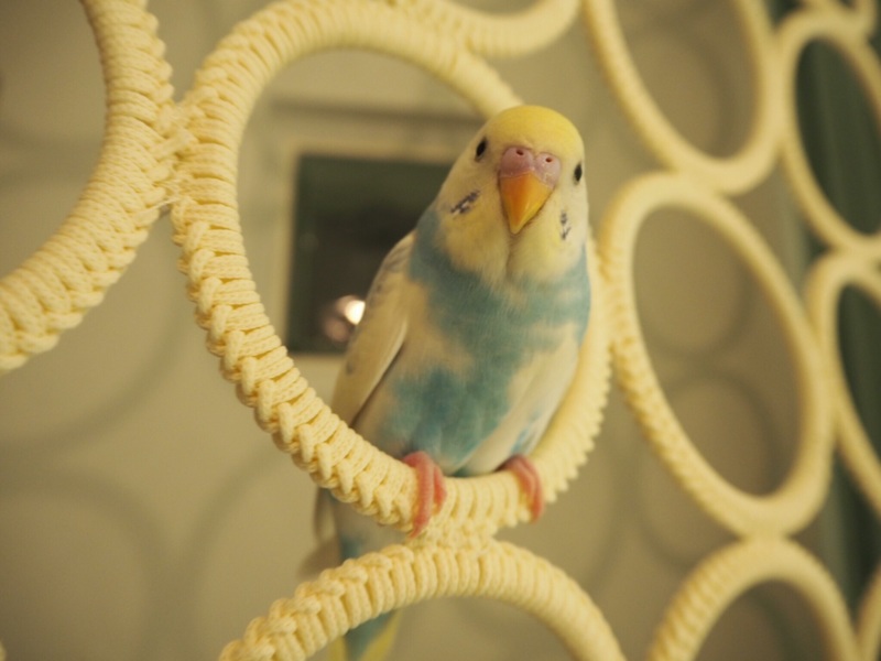 セキセイインコの男の子可 愛知県 鳥の里親募集 9391 ペットのおうち 月間利用者150万人