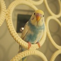 セキセイインコの男の子可愛がってくださる方募集