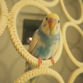セキセイインコの男の子可愛がってくださる方募集