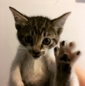 仔猫2匹、職場に捨てられていました。里親募集！