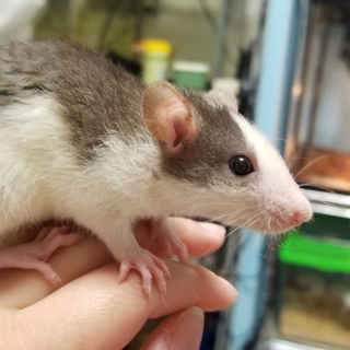 【ほぼ里親決定】ラットベビーI