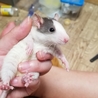 【ほぼ里親決定】ラットベビーI サムネイル2