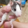 【ほぼ里親決定】ラットベビーI サムネイル3
