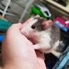 【ほぼ里親決定】ラットベビーI サムネイル4