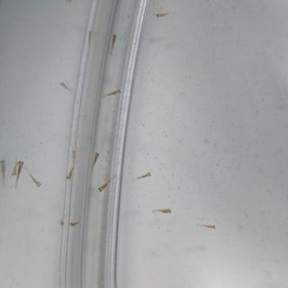 金魚の稚魚（5/22生まれ）
