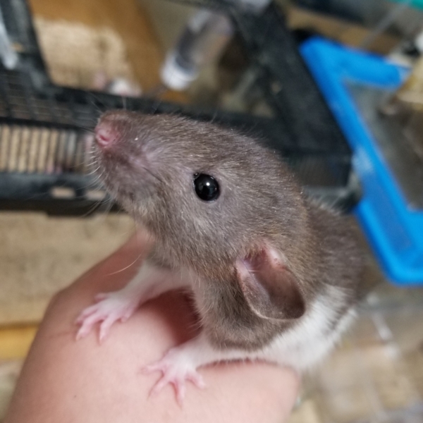 ほぼ里親決定ラットベビーJ サムネイル2