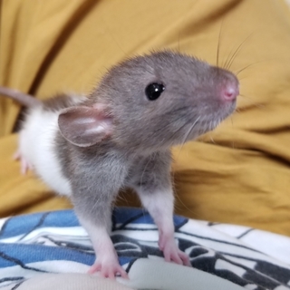 ほぼ里親決定 ラットベビーK