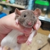 ほぼ里親決定 ラットベビーK サムネイル2