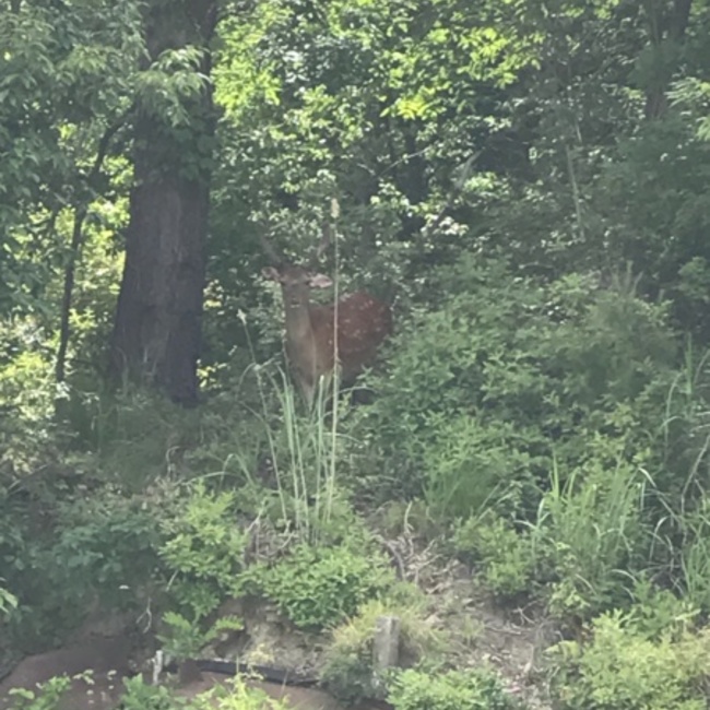 ハピ丸のカバー写真