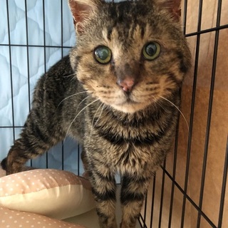 おっとりでとても人懐っこいキジトラの男の子