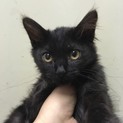 順にお返事中です。甘えん坊のふわふわ黒猫(半長毛)