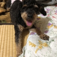 ハナちゃん