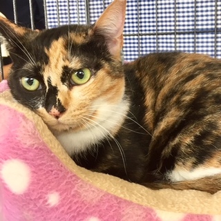 三毛模様がぬいぐるみリリーちゃん