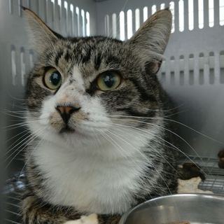 処分対象になる子です。収容期限6/4朝