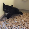 靴下にゃんこ★