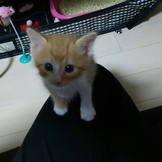 食いしん坊の甘えん坊☆蓮(レン)くん