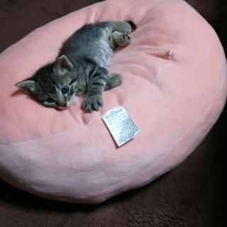 膝乗りにゃんこ☆海くん