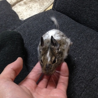 デグー 里親募集中