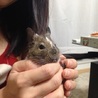 デグー 里親募集中 サムネイル3