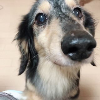 甘えん坊で優しいミニチュアダックスの吉之助くん