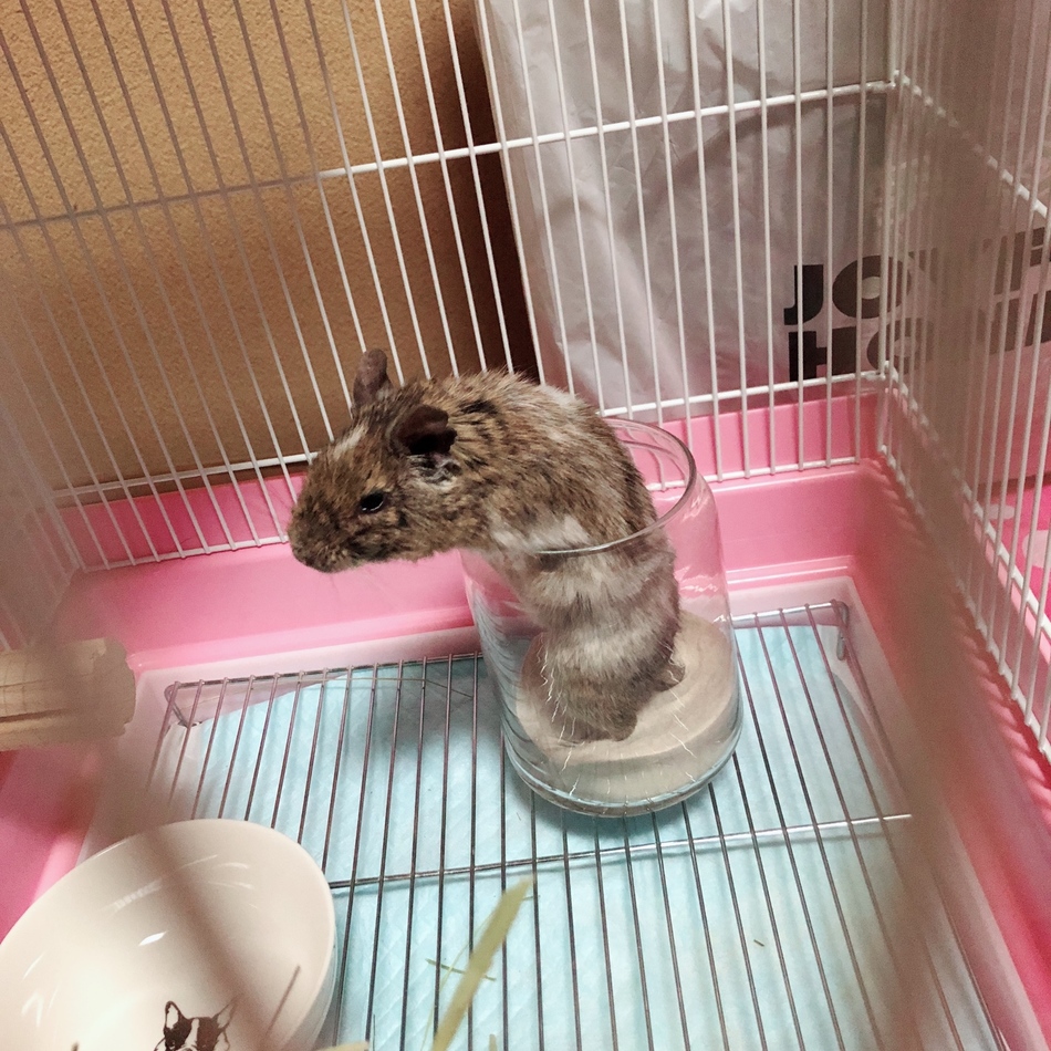 ぴーちゃんのカバー写真