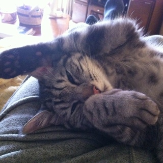 活発で元気なオス猫です。人なつっこく愛情表現豊か！