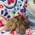 うさぎの赤ちゃんの里親さん募集