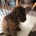 トイプードル 仔犬