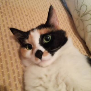 とても大人しい三毛猫