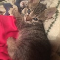 かわいいキジトラ 1ヶ月半 ほんの少しハンデあり？