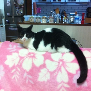 おとなしくて、手間のかからない優しいネコです！