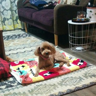 飼い主さんが亡くなられて独りぼっちです