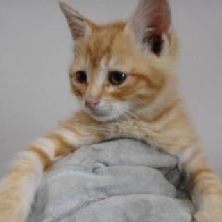 動物愛護団体様が引き出して下さいました。