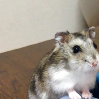 里親さん募集しますm(*_ _)m