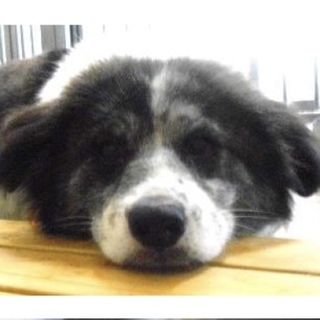 動物愛護団体様が引き出して下さいました。